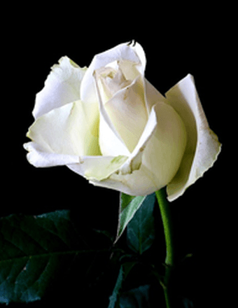 MALLEN DAVIS Obituary