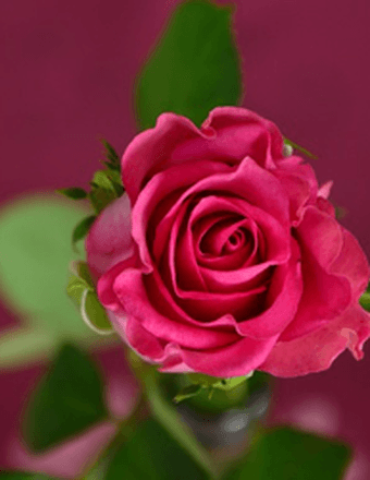 Patricia Ann Brown Obituary
